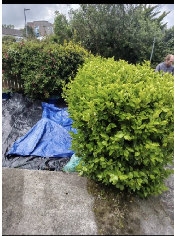 Hedge trimming & shaping — Devon’s Landscaping